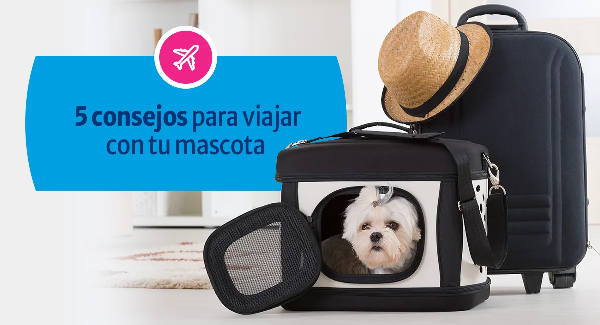 5 consejos para viajar con tu mascota