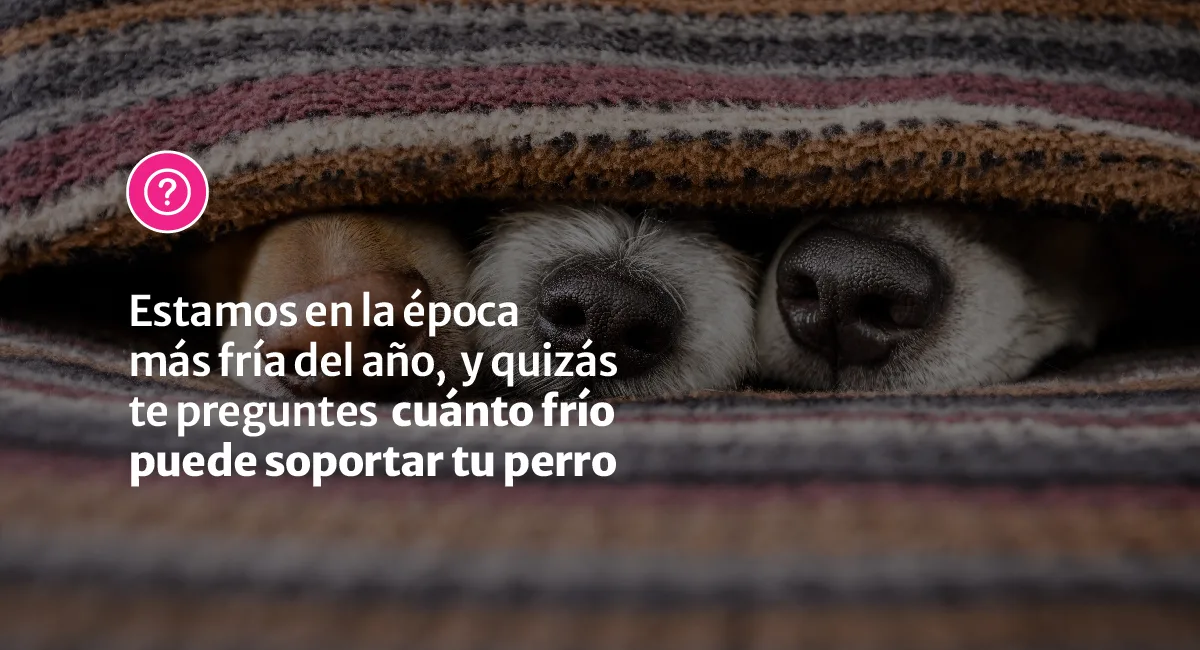 ¿Cuánto frío puede soportar tu perro?