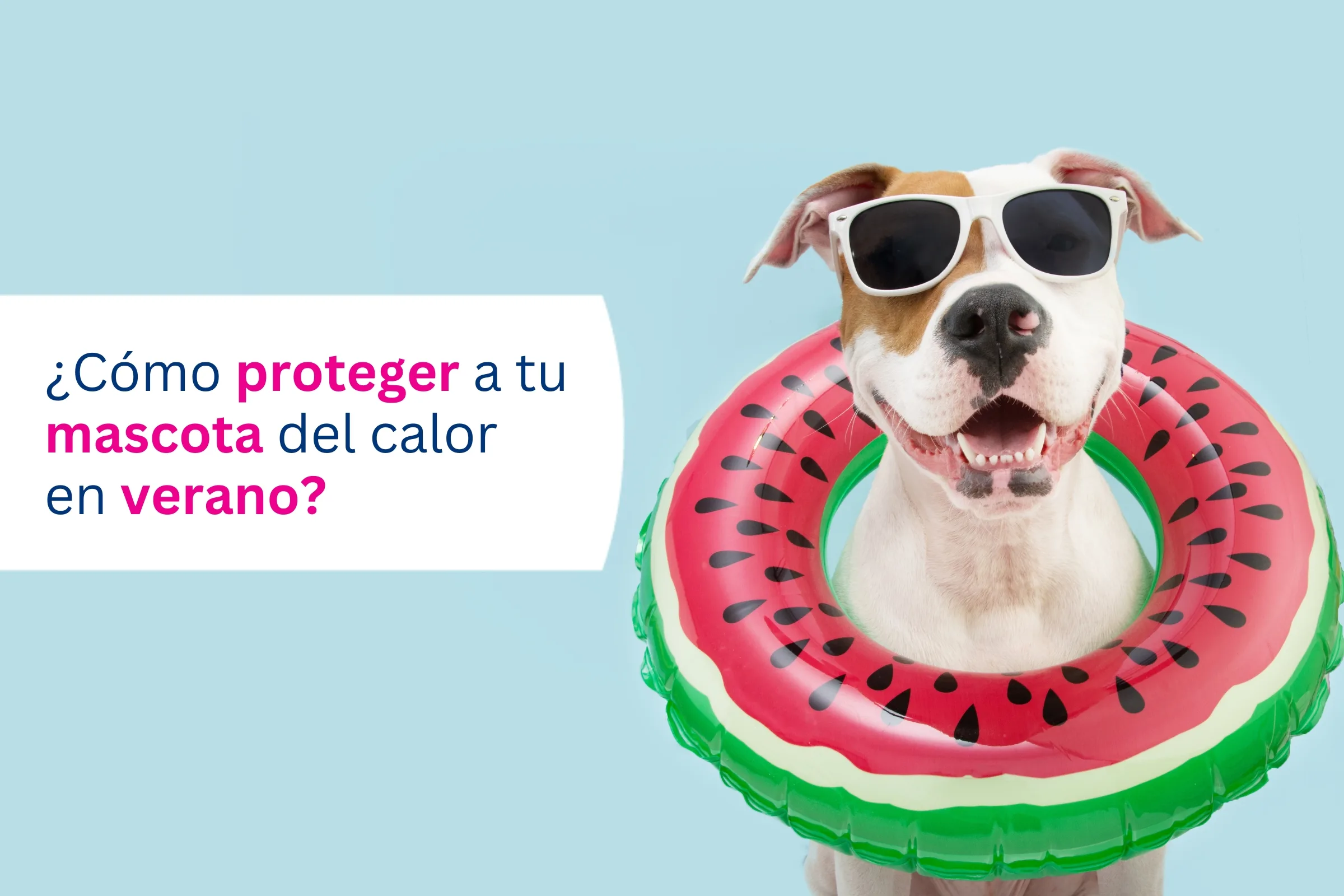 Cómo proteger a tu mascota del calor en verano