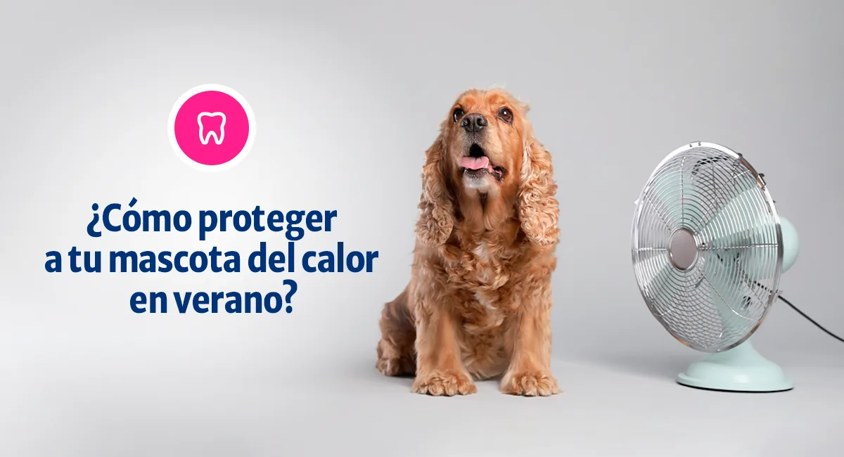 ¿Cómo proteger a tu mascota del calor en verano?