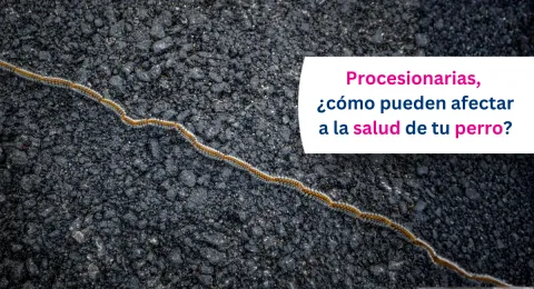 Procesionaria del pino en perros: qué es, dónde está y cómo actuar