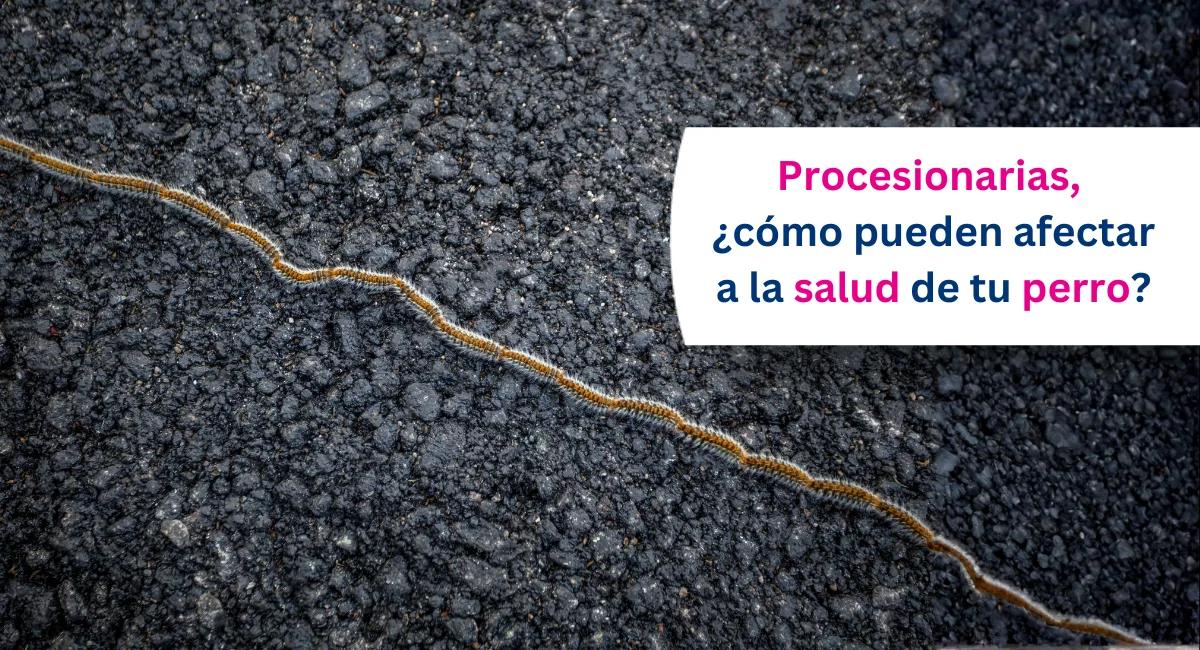 Procesionaria del pino en perros: qué es, dónde está y cómo actuar