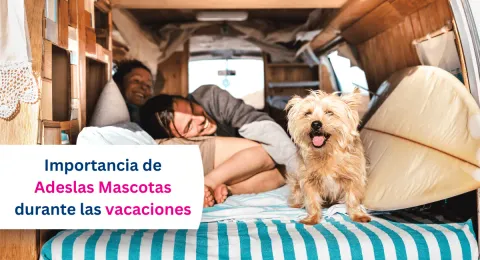 Vacaciones de verano con mascotas: por qué un seguro puede evitarte muchos problemas