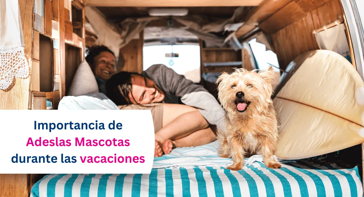 Vacaciones de verano con mascotas: por qué un seguro puede evitarte muchos problemas