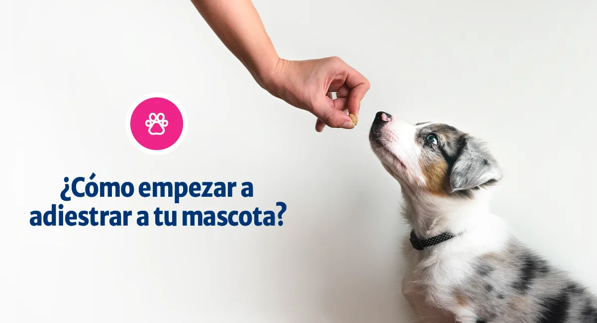 ¿Cómo empezar a adiestrar a tu perro?